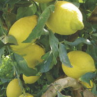limoni - storia, produzione, commercio