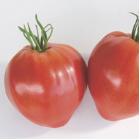 tomatoes - history, production, trade
