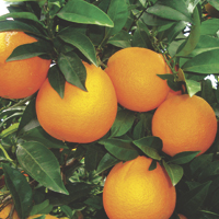 Orangen - Geschichte, Produktion, Handel