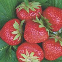 Erdbeeren - Geschichte, Produktion, Handel